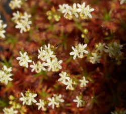 Drosera roseana | Pygmy Sundew Gemmae | 5 pcs