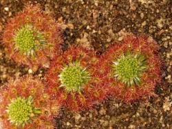 Drosera roseana | Pygmy Sundew Gemmae | 5 pcs