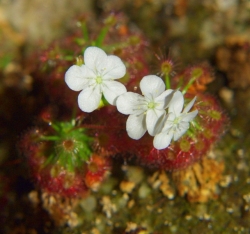 Drosera grievei | Pygmy Sundew Gemmae | 5 pcs