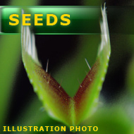 Dionaea muscipula | venus fly trap | Chunky | carnivorous plants seeds | 10 seeds