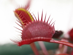 Dionaea muscipula | venus fly trap | Oxford | carnivorous plants seeds | 10s