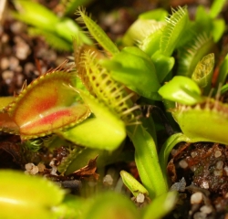 Dionaea muscipula | venus fly trap | Triffid Traps | carnivorous plants seeds | 10s