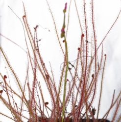 Drosera filiformis var. filiformis | all red | carnivorous plants seeds | 20s