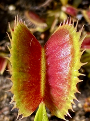 Dionaea muscipula | Fico d' India | 3 - 4 cm