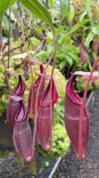 Nepenthes bongso | Purple | 6 - 10 cm