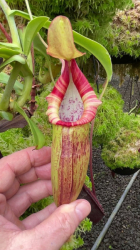 Nepenthes bongso | Purple | 6 - 10 cm