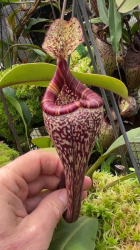 Nepenthes vogelii | Borneo | 8 - 10 cm