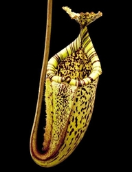 Nepenthes burbidgeae | Pig hill | 6 - 10 cm