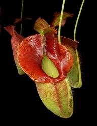 Nepenthes spathulata x jacquelineae | 6 - 8 cm