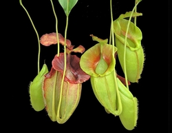 Nepenthes spathulata x jacquelineae | 6 - 8 cm