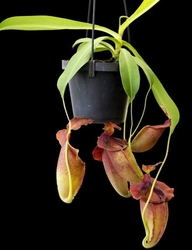 Nepenthes spathulata x jacquelineae | 6 - 8 cm