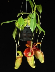 Nepenthes spathulata x jacquelineae | 6 - 8 cm