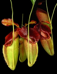 Nepenthes spathulata x jacquelineae | 6 - 8 cm