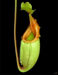Nepenthes veitchii x mira | 6 - 10 cm