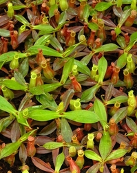 Nepenthes ampullaria x hamata | 10 - 15 cm