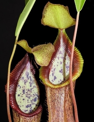 Nepenthes singalana x hamata Tambusisi | 8 - 12 cm