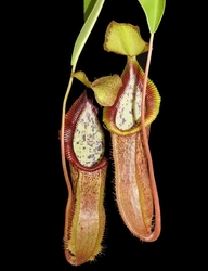 Nepenthes singalana x hamata Tambusisi | 8 - 12 cm