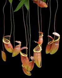 Nepenthes eustachya x tenuis | 10 - 15 cm
