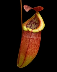 Nepenthes eustachya x tenuis | 10 - 15 cm