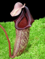 Nepenthes rajah x (veitchii x platychila)| 6 - 8 cm