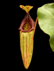 Nepenthes rajah x (veitchii x platychila)| 6 - 8 cm