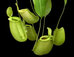 Nepenthes spathulata x ampullaria | all green | 6 - 8 cm 