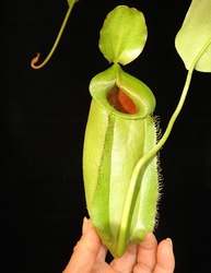 Nepenthes spathulata x ampullaria | all green | 6 - 8 cm 