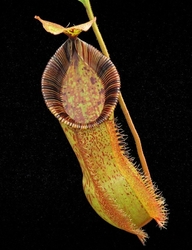 Nepenthes hamata x (veitchii x lowii)  | 6 - 8 cm