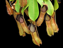 Nepenthes hamata x (veitchii x lowii)  | 6 - 8 cm