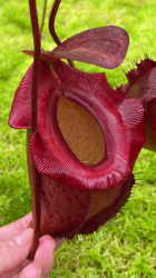 Nepenthes rajah x tenuis | > 15 cm