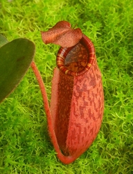 Nepenthes peltata x (veitchii x lowii) | 4 - 6 cm