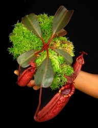 Nepenthes peltata x (veitchii x lowii) | 4 - 6 cm