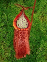 Nepenthes hamata Tambusisi x burbidgeae | 8 - 10 cm