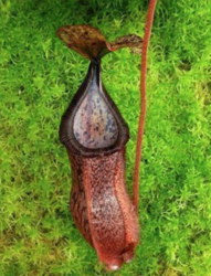 Nepenthes hamata Tambusisi x burbidgeae | 8 - 10 cm