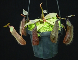 Nepenthes ramispina x hamata Tambusisi | 6 - 10 cm