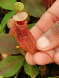 Nepenthes rajah x veitchii Gold Rush | 8 - 10 cm