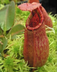 Nepenthes rajah x veitchii Gold Rush | 8 - 10 cm