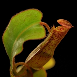 Nepenthes clipeata x (clipeata x eymae) | 8 - 12 cm