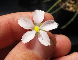 Byblis guehoi | pinkish white flower - rare! | carnivorous plants seeds | 5 seeds