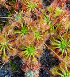 Drosera allantostigma x omissa | Pygmy Sundew Gemmae | 5 pcs