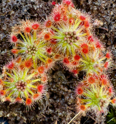 Drosera leioblastus | Pygmy Sundew Gemmae | 5 pcs