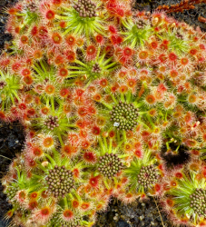 Drosera micrantha | type | Pygmy Sundew Gemmae | 5 pcs