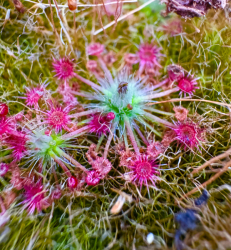 Drosera australis | Wariup | Pygmy sundew Gemmae | 5 pcs