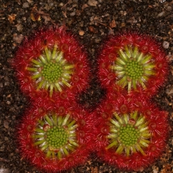 Drosera callistos | Pygmy Sundew Gemmae | 5 pcs