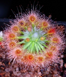 Drosera helodes | type | Pygmy Sundew Gemmae | 5 pcs