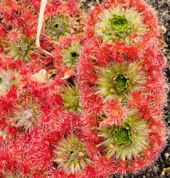 Drosera leucostigma | red plants | Pygmy Sundew Gemmae | 5 pcs