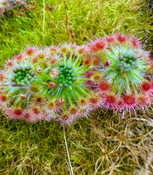 Drosera micrantha | Woneroo | Pygmy Sundew Gemmae | 5 pcs