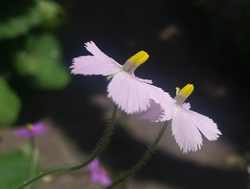 Byblis guehoi | pinkish white flower - rare! | carnivorous plants seeds | 5 seeds