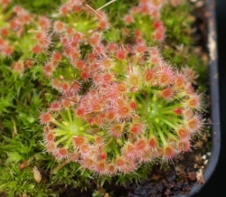 Drosera helodes x pulchella | Pygmy Sundew Gemmae | 5 pcs