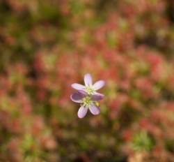 Drosera helodes x pulchella | Pygmy Sundew Gemmae | 5 pcs